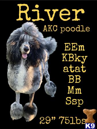 a poodle dog with a wig