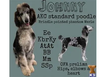 a poodle dog and a cat