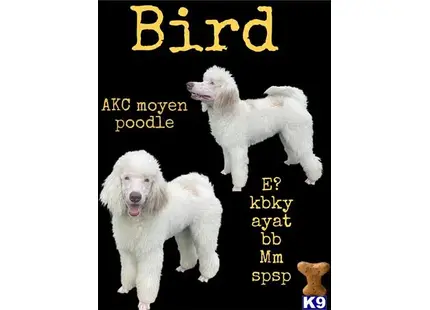 a couple white poodle dogs