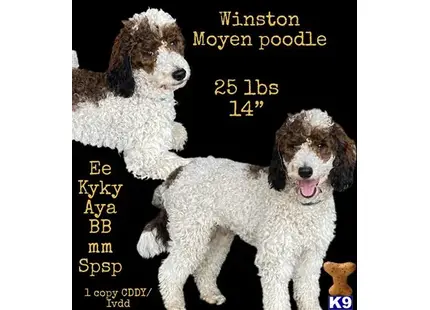 a couple of poodle dogs