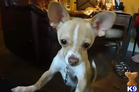 Chihuahua