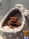 pomeranian puppy posted by mytinypaws