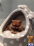 Pomeranian