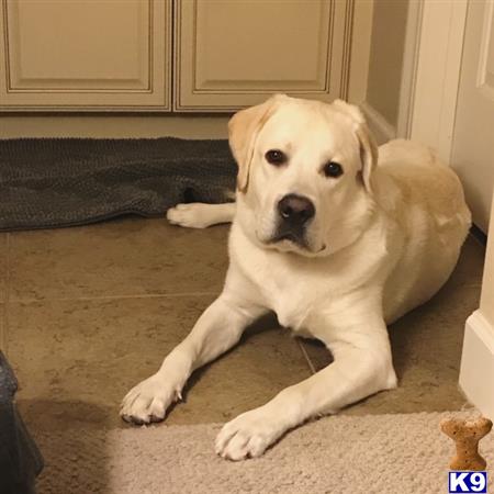 a labrador retriever dog lying on the floor