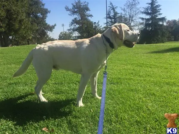 Labrador Retriever stud dog