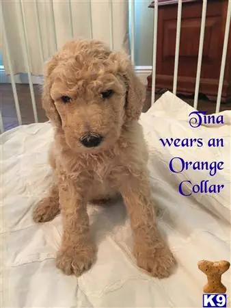 Goldendoodles puppy for sale