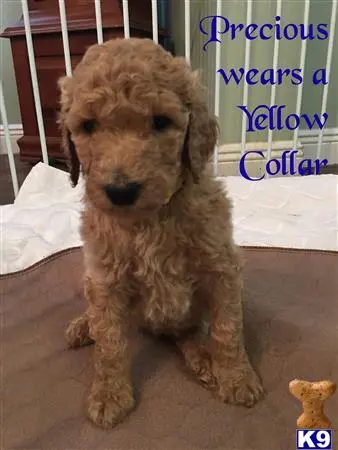 Goldendoodles puppy for sale