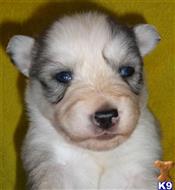 siberian husky puppy posted by nadiashuskies
