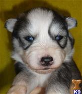 siberian husky puppy posted by nadiashuskies