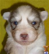 siberian husky puppy posted by nadiashuskies