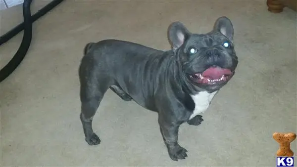 French Bulldog stud dog