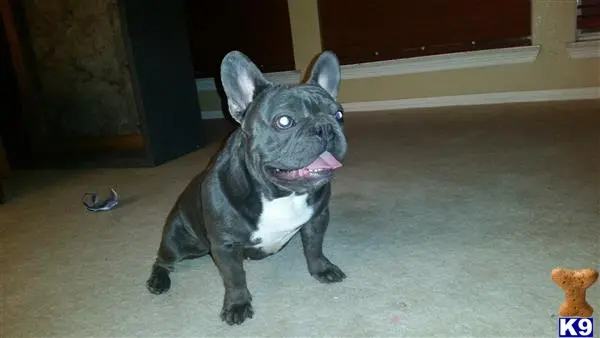 French Bulldog stud dog