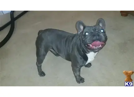 a french bulldog dog with blue eyes
