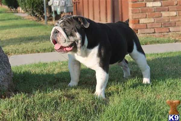 Bulldog stud dog