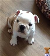 English Bulldog