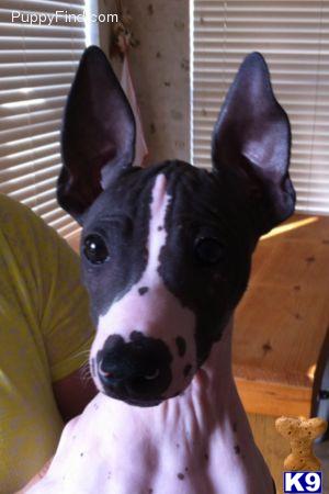 American Hairless Terriers stud dog