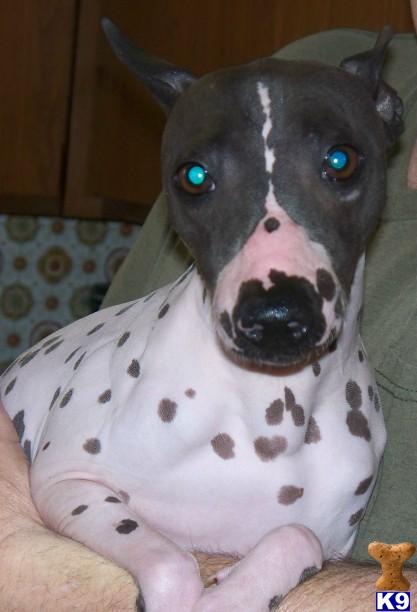 American Hairless Terriers stud dog