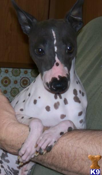 American Hairless Terriers stud dog