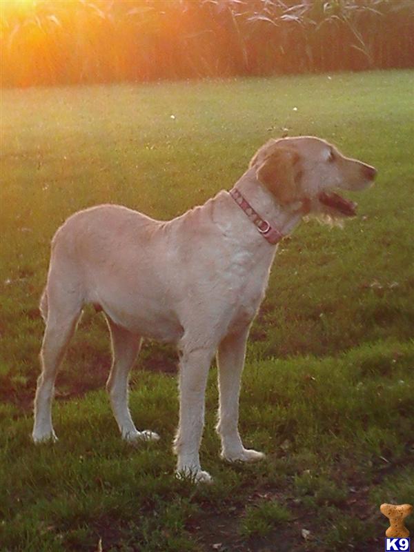 Mixed Breed dog