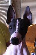 American Hairless Terriers stud dog: Black and white American Hairless Terrier with alert expression
