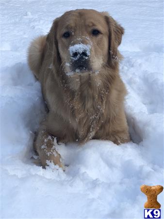 Golden Retriever