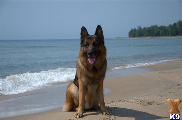 german shepherd puppy posted by najednabrv