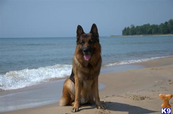 German Shepherd