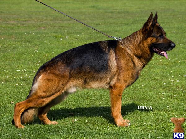 German Shepherd