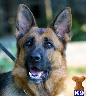 German Shepherd