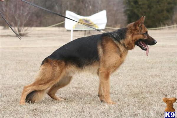 German Shepherd dog