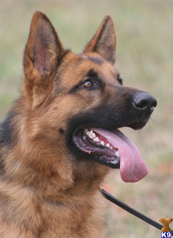 German Shepherd dog