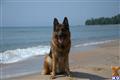 german shepherd puppy posted by najednabrv