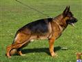german shepherd puppy posted by najednabrv