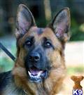 german shepherd puppy posted by najednabrv