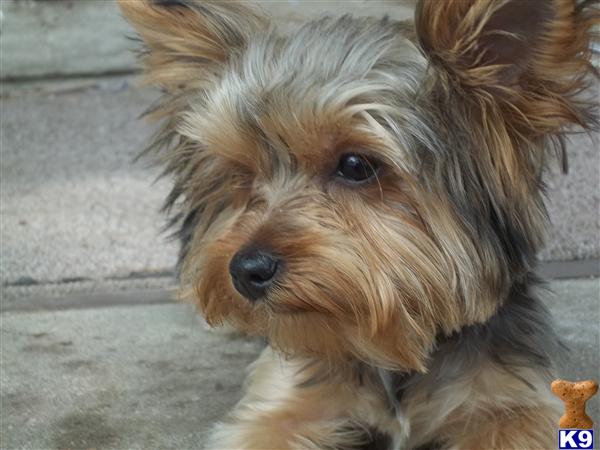 yorkshire terrier 6 months old