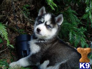 siberian husky puppy posted by nakkitta