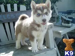 Siberian Husky puppy for sale