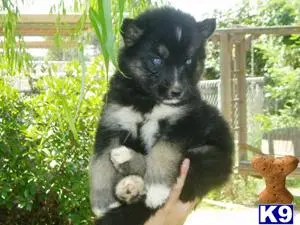 Siberian Husky puppy for sale