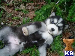 Siberian Husky puppy for sale