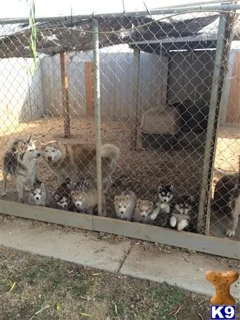 Siberian Husky puppy for sale