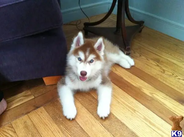 Siberian Husky puppy for sale