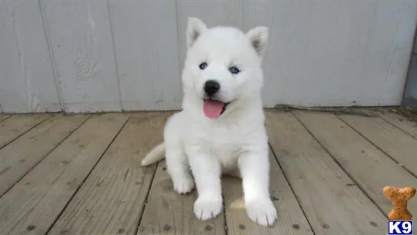 Siberian Husky puppy for sale