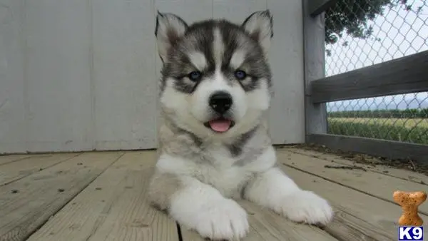 Siberian Husky puppy for sale