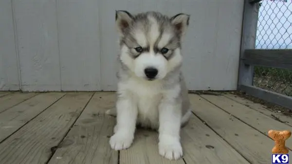 Siberian Husky puppy for sale