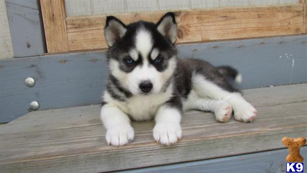 a siberian husky dog lying on a wood surface