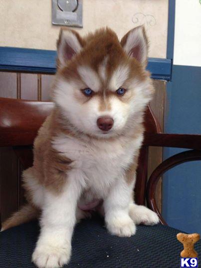 a siberian husky dog sitting on a chair
