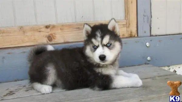 Siberian Husky puppy for sale