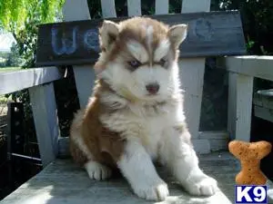 Siberian Husky puppy for sale