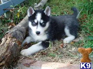 Siberian Husky puppy for sale