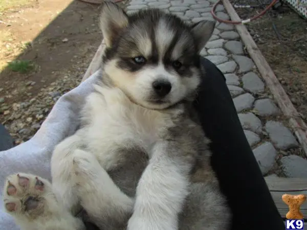 Siberian Husky puppy for sale